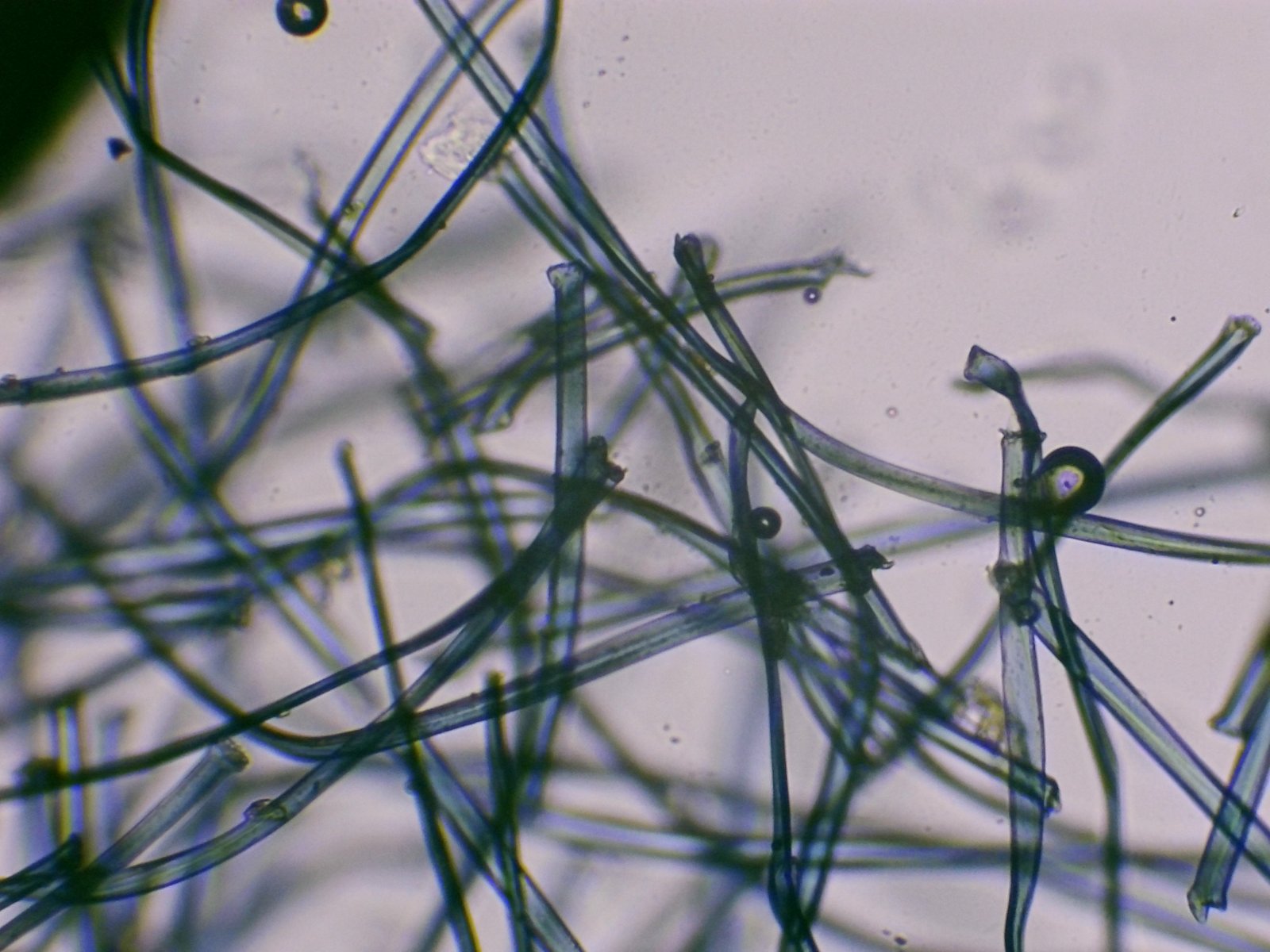 Fibre synthétique
