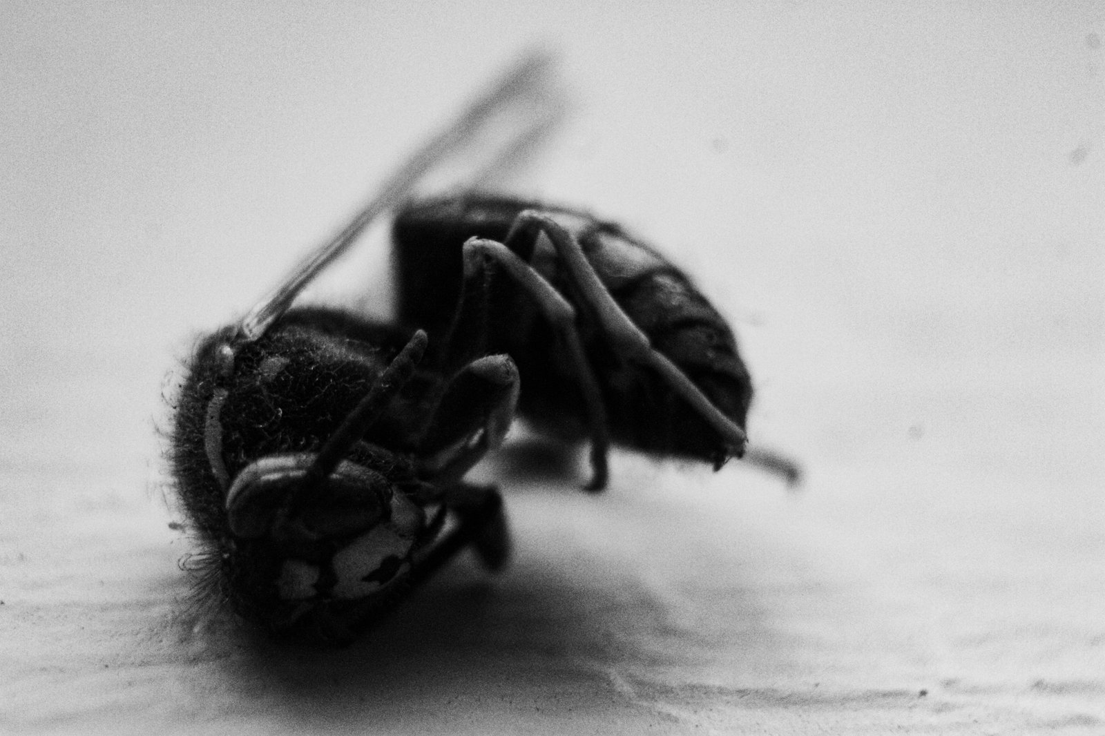 Macro guêpe