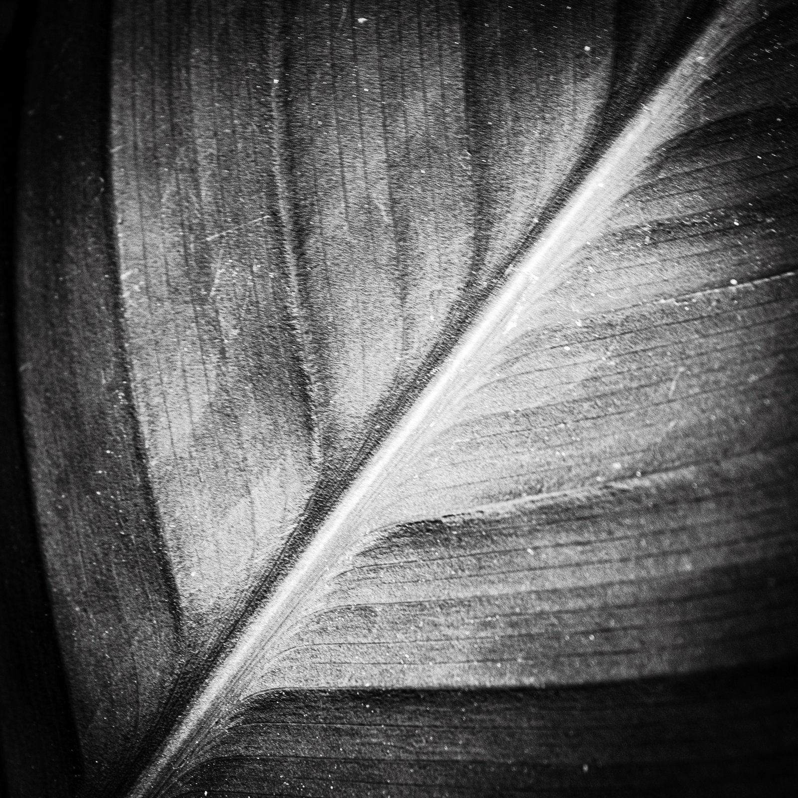 Feuille de kena