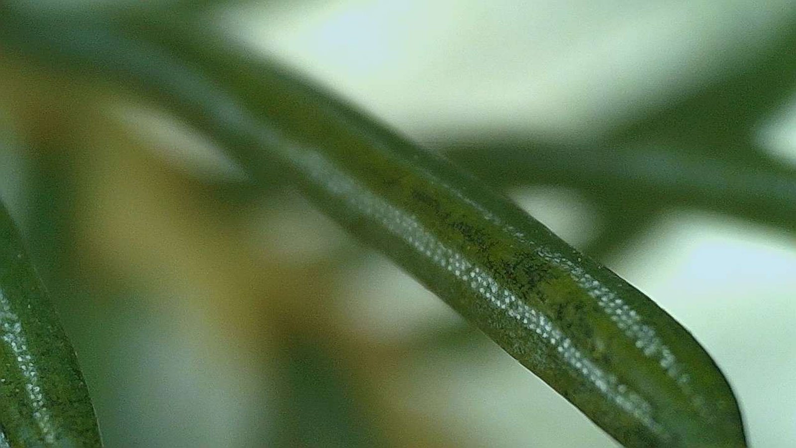 Aiguille de pin au microscope